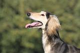 SALUKI 088